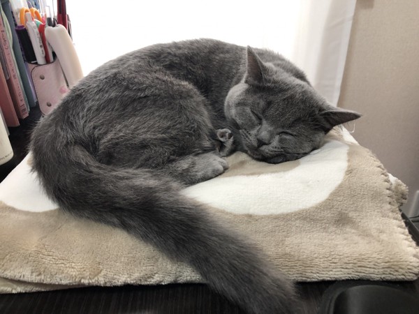 猫 ブリティッシュショートヘア サブリナの写真
