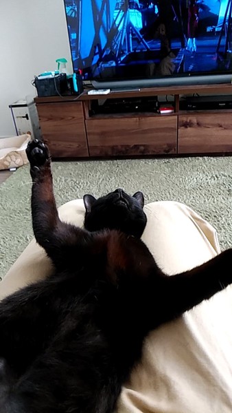 猫 黒猫 メラちゃんの写真