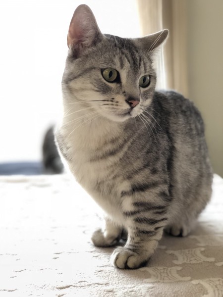 猫 キンカロー Cortoの写真