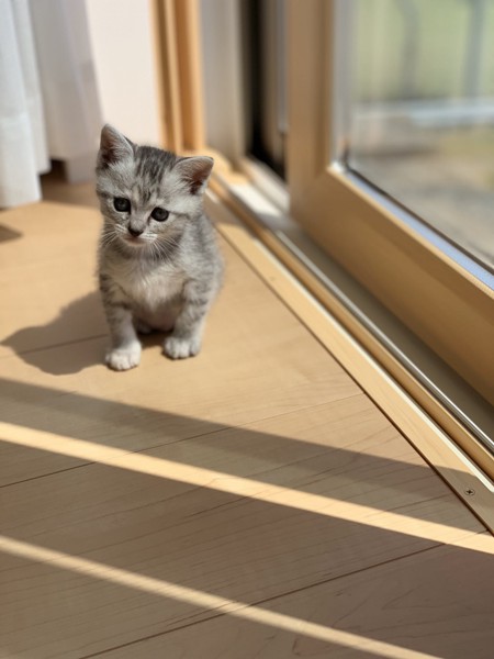 猫 サバトラ オリーブの写真