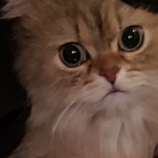 猫 チンチラペルシャ ボボの写真