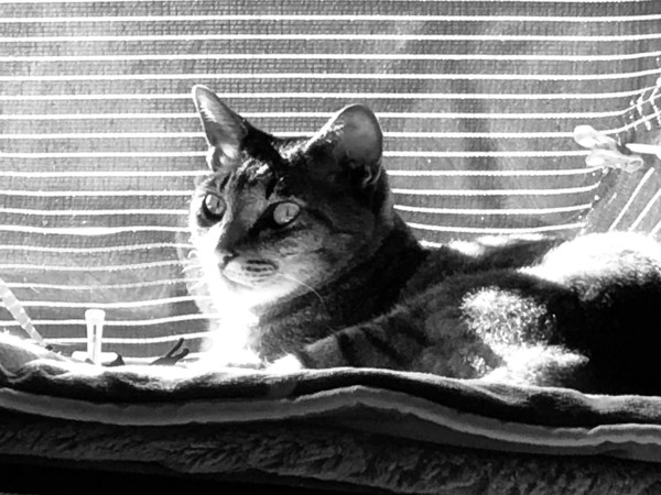 猫 キジトラ サスケの写真