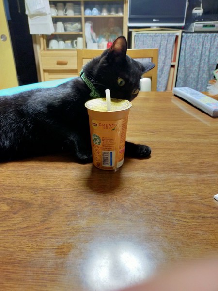 猫 黒猫 ハナちゃんの写真
