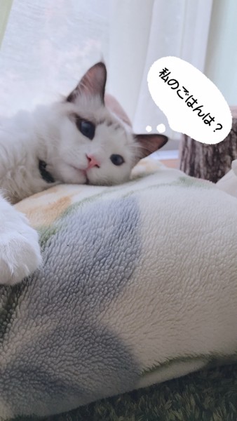 猫 ラグドール コロの写真