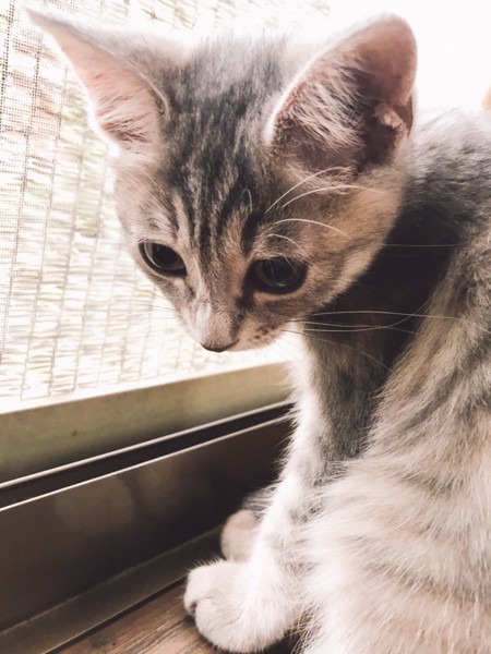 猫 アメリカンショートヘア 福ちゃんの写真
