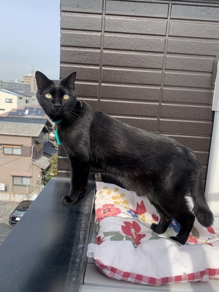 猫 黒猫 運ちゃんの写真