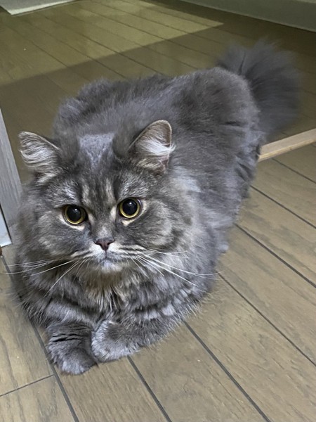 猫 スコティッシュフォールド ラキの写真