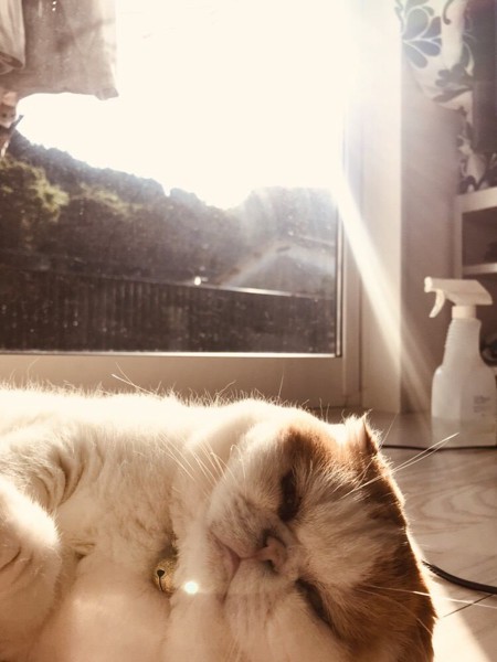 猫 スコティッシュフォールド ヴィヴィの写真