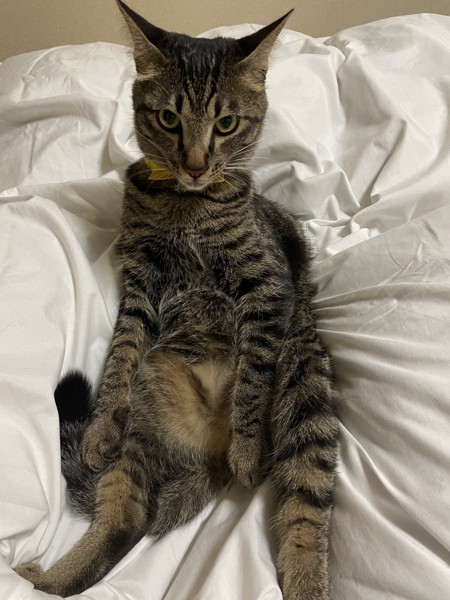 猫 キジトラ チャーシューの写真