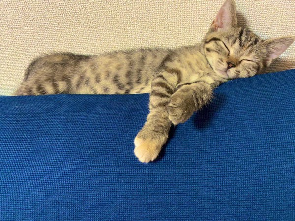 猫 スコティッシュストレート さくらちゃんの写真