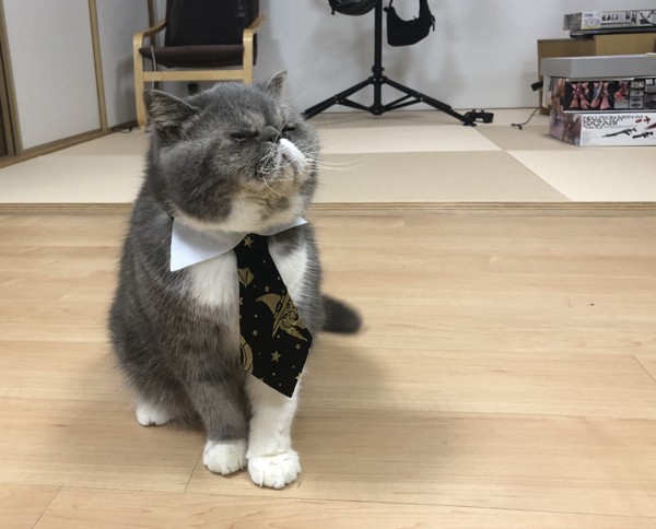 猫 エキゾチックショートヘア 銀太郎の写真