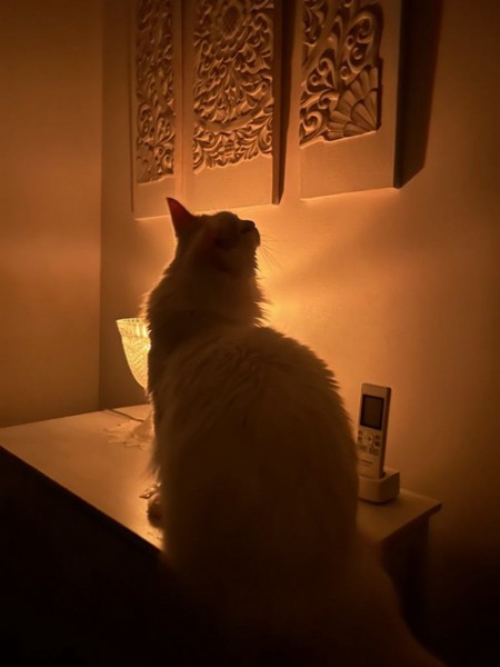 猫 メインクーン レオの写真