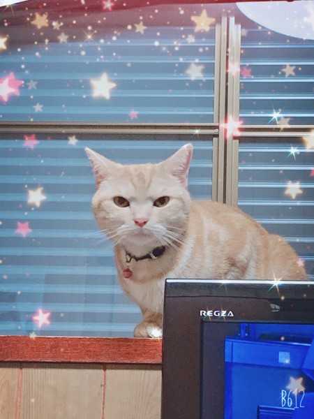 猫 アメリカンショートヘア mocaの写真