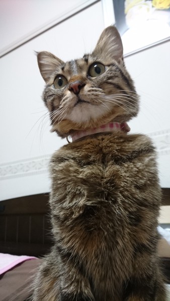 猫 キジトラ ビートの写真