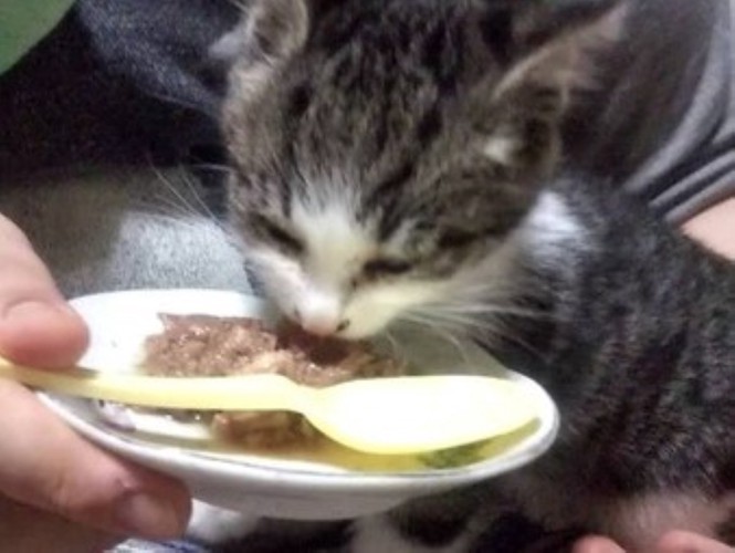 離乳食を食べる子猫