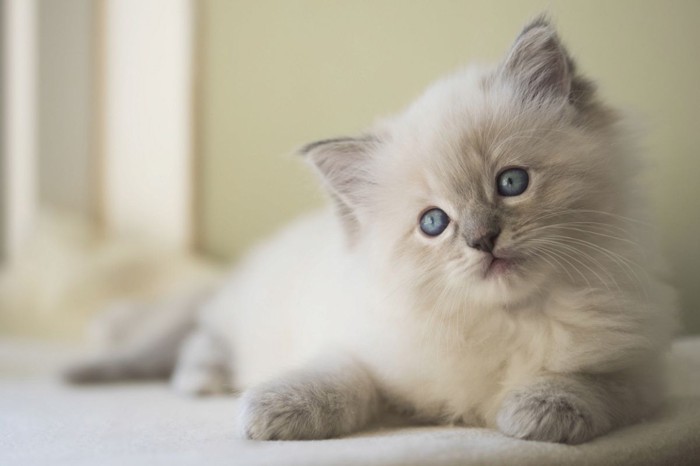 青い目の子猫