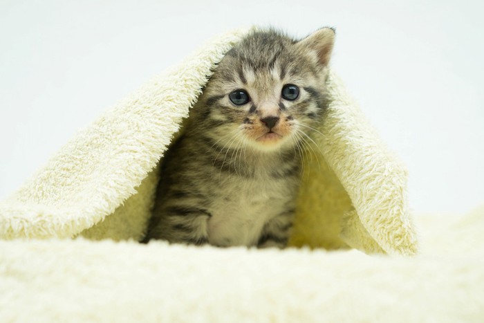 暖かいタオルに隠れる子猫