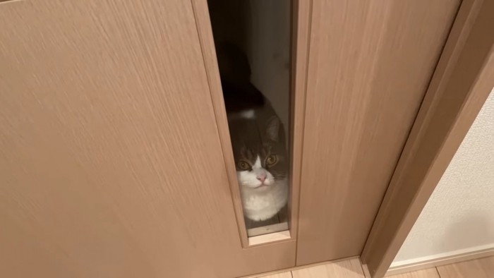 ドアのガラスから見ている猫