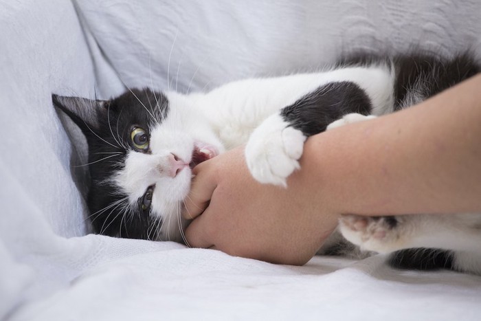 飼い主の手に抱きついて噛みつく猫