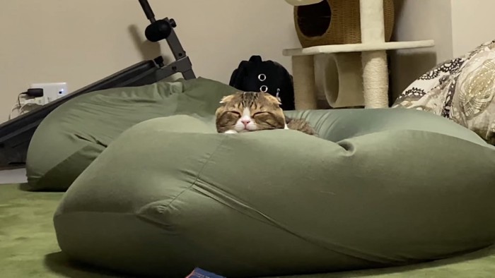 体をクッションに沈めて寝る猫