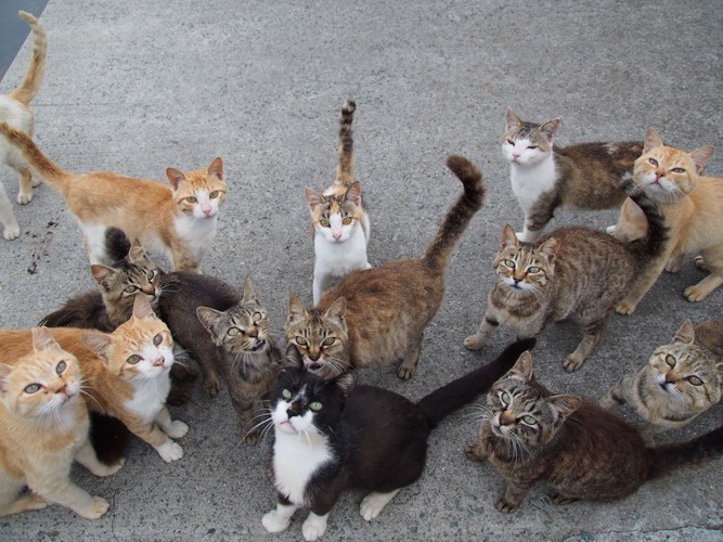 餌をもらうために集まる野良猫たち