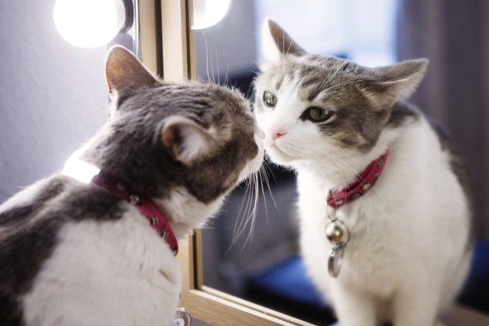 鏡を見る首輪をつけた猫