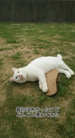庭で寝転がる白猫