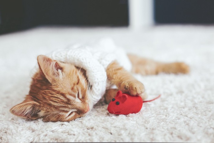 おもちゃを持って寝ている猫