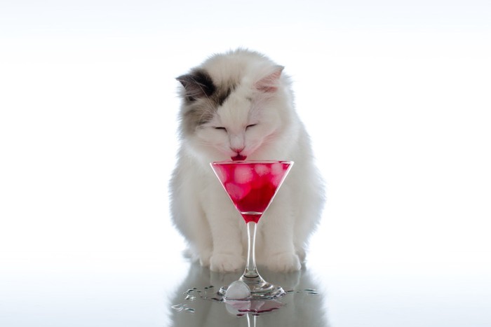 カクテルグラスの氷を舐める猫