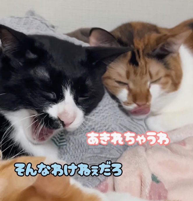 眠そうな様子の2匹の猫