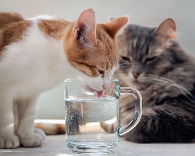 コップの中の水を飲む子猫