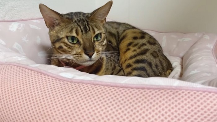 ピンク色のベッドにいる猫