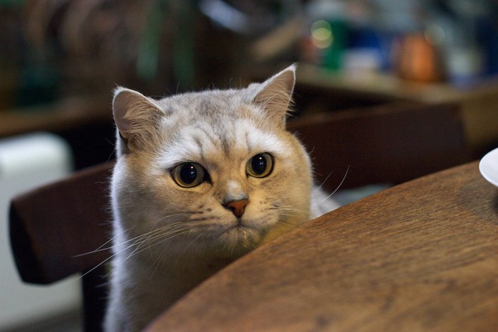 テーブルから顔をのぞかせている猫
