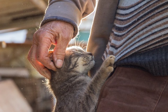 しがみつく子猫を撫でる老人の手