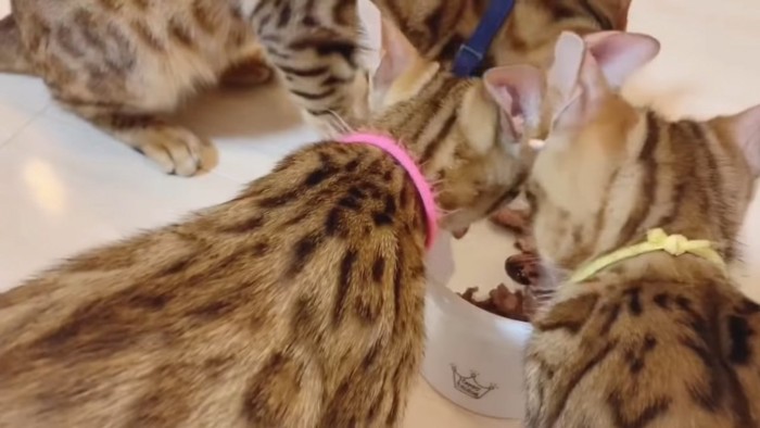 お皿に集まる猫たち