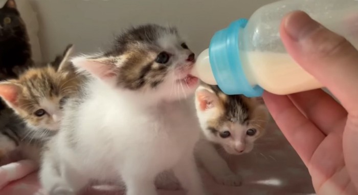 ミルクを飲む猫
