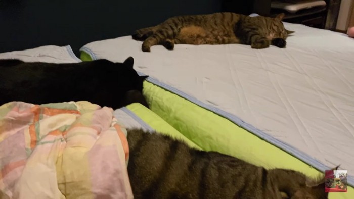 眠る猫、手前に2匹、奥に1匹