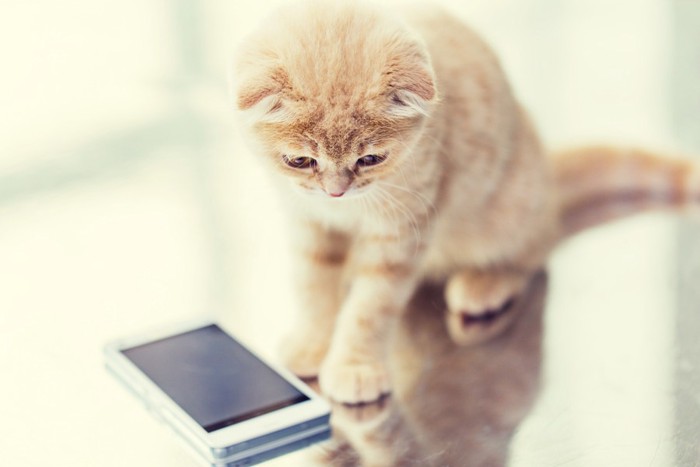スマートフォンで遊ぶ子猫