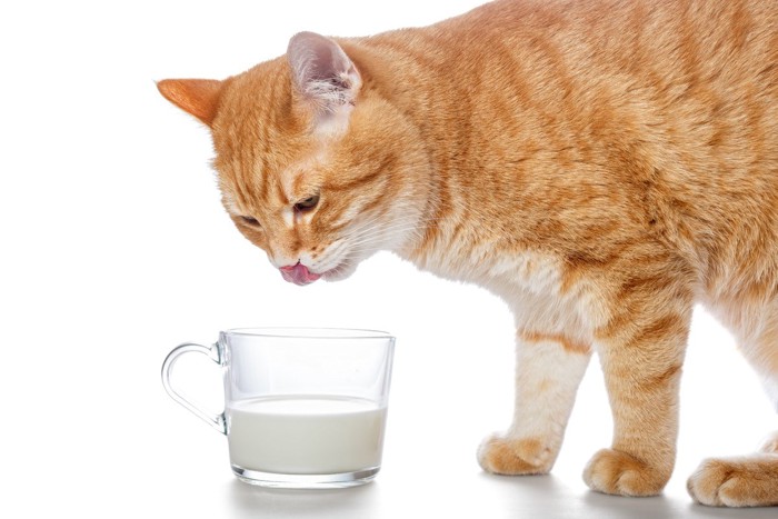 グラスのミルクを飲む猫