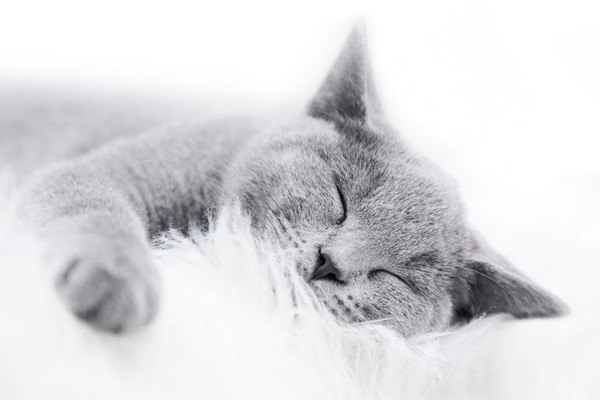 白い場所で寝る灰色猫