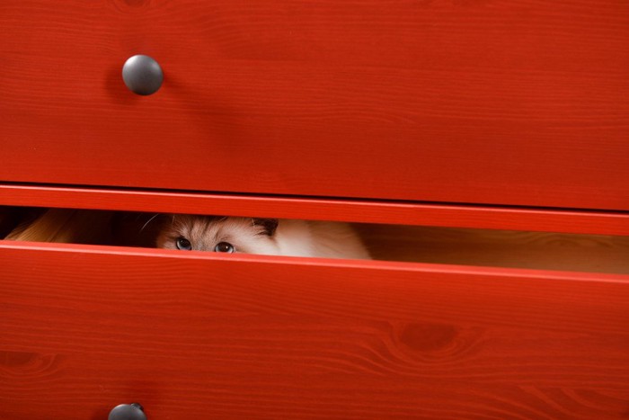 たんすに隠れている猫