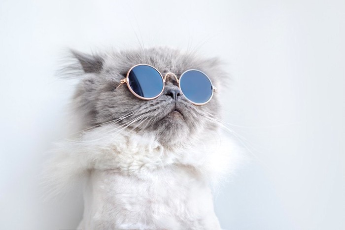 メガネかけてる猫