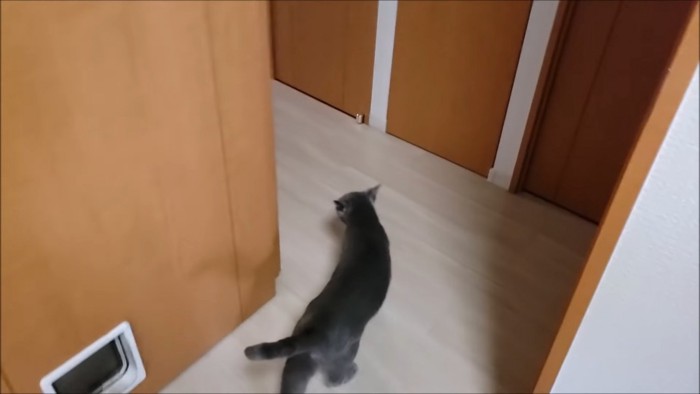 部屋から出ていく猫