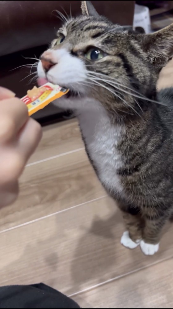 おやつを食べる猫