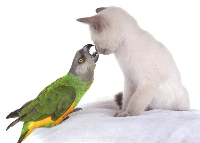 鳥と猫が喧嘩している