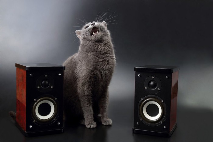 音楽機器にいる猫