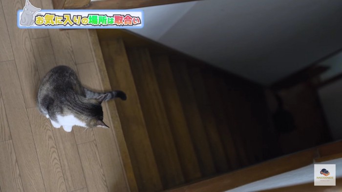 階段を見下ろすキジシロ