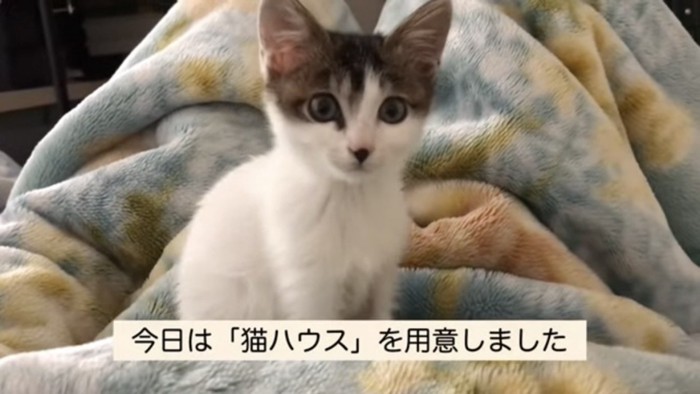 布団の上で座る猫