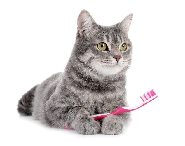 ピンクの歯ブラシを持っている猫