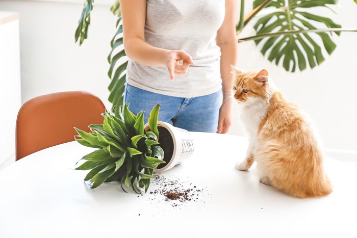 植木鉢を倒して叱られる猫
